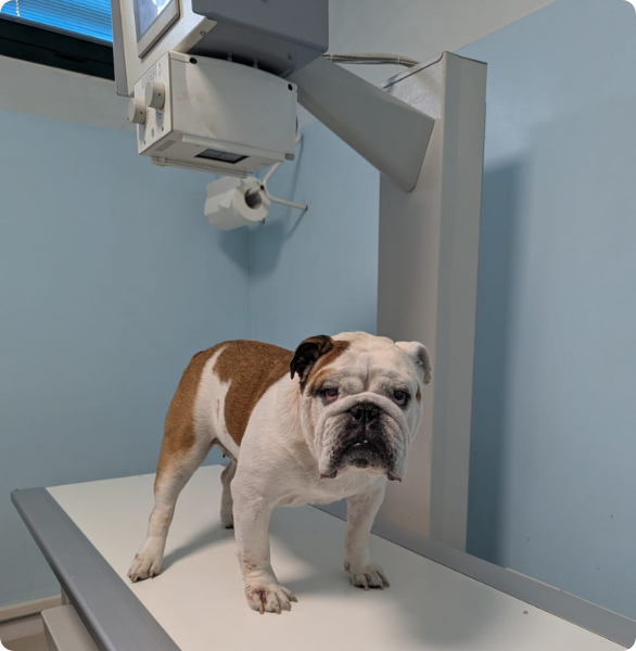 Bulldog in radiologia Cane su tavolo radiologico durante un esame di radiologia veterinaria.
