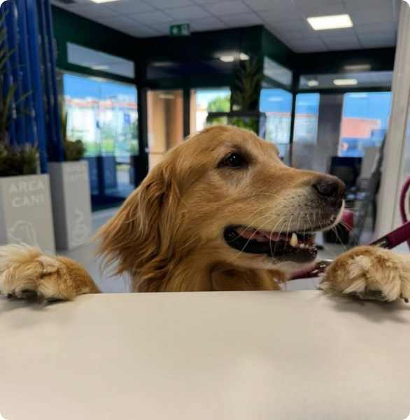 Cane Golden presso l'Ospedale Veterinario Città di Conegliano cane golden retriever torna a casa dopo una degenza presso l'ospedale veterinario città di conegliano