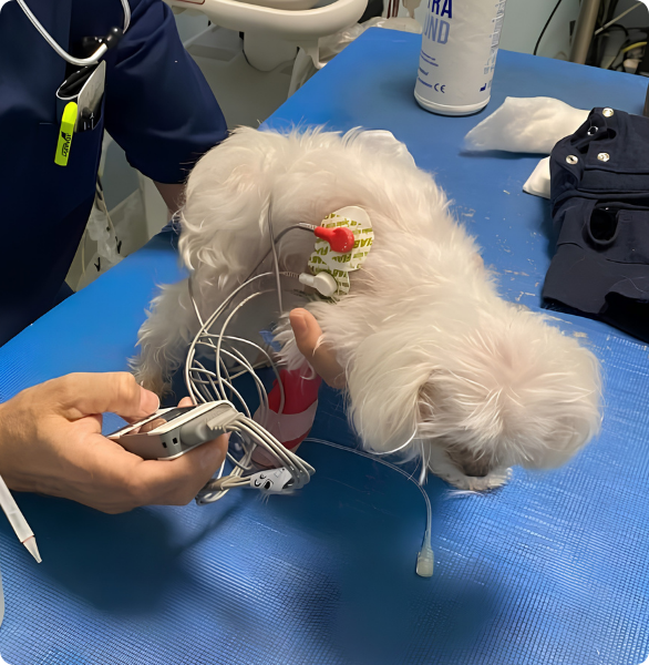 Cane bianco con elettrodi Cane durante un monitoraggio cardiaco veterinario con elettrodi.