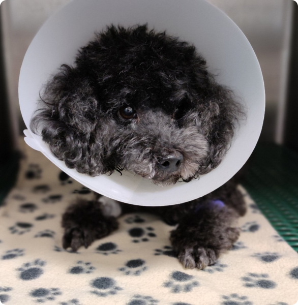 Cane con collare elisabettiano Cane con collare elisabettiano durante il recupero post-operatorio in ambiente veterinario.