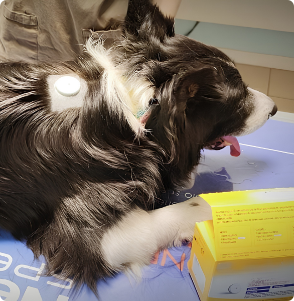 Cane con sensore glicemico Cane durante il monitoraggio glicemico veterinario con sensore per la valutazione del diabete.