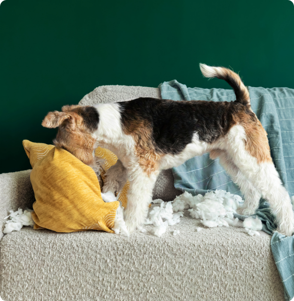 Cane distrugge cuscino Cane distrugge un cuscino giallo
