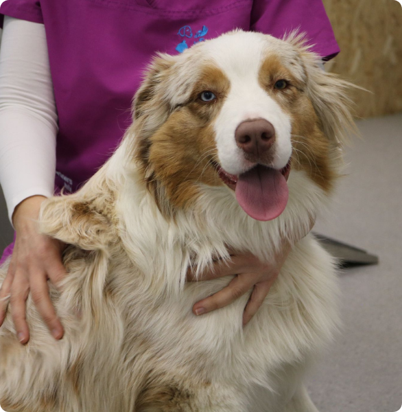 Cane pastore australiano visita veterinaria Cane in attesa di una visita veterinaria presso l’Ospedale Veterinario Città di Conegliano.