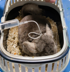 Cincillà durante terapia veterinaria