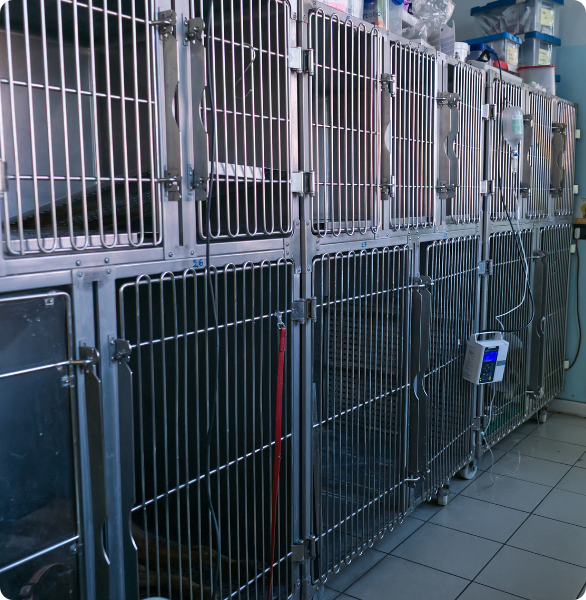Area degenza con box Conegliano Area di degenza veterinaria con box attrezzati per il ricovero e il monitoraggio degli animali.