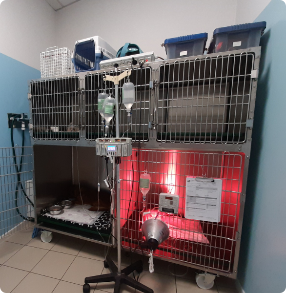 Degenza Terapia intensiva Area di degenza e terapia intensiva veterinaria con box attrezzati, monitoraggio e supporto terapeutico.