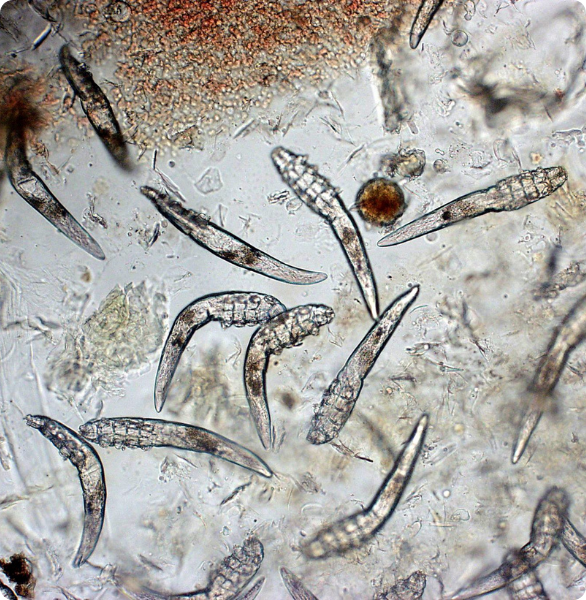 Demodex al microscopio Demodex osservato al microscopio durante un esame di diagnostica veterinaria.
