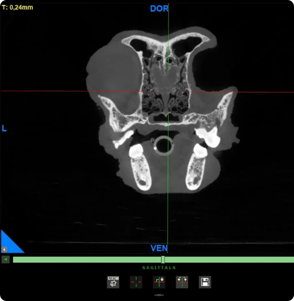 Esame TC cranio Immagine TC del cranio di un animale durante un esame di diagnostica veterinaria avanzata.