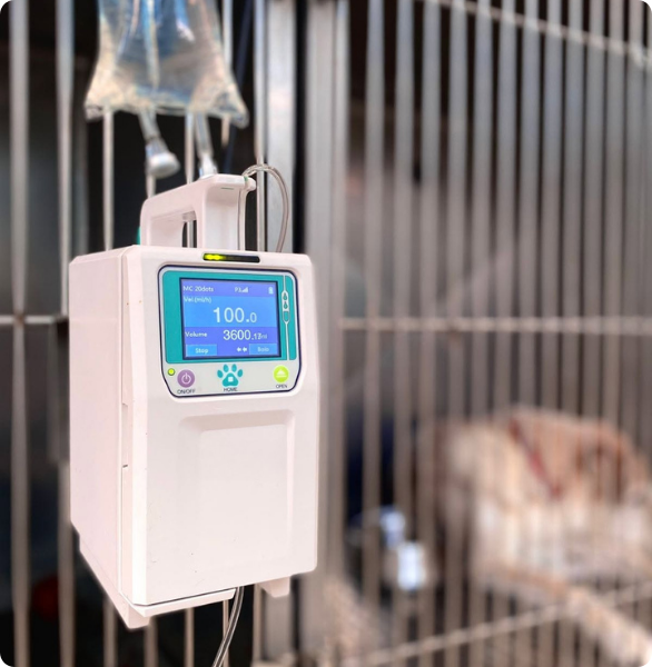 Fluidoterapia trattamento che viene regolarmente usato durante la degenza dei nostri animali.
