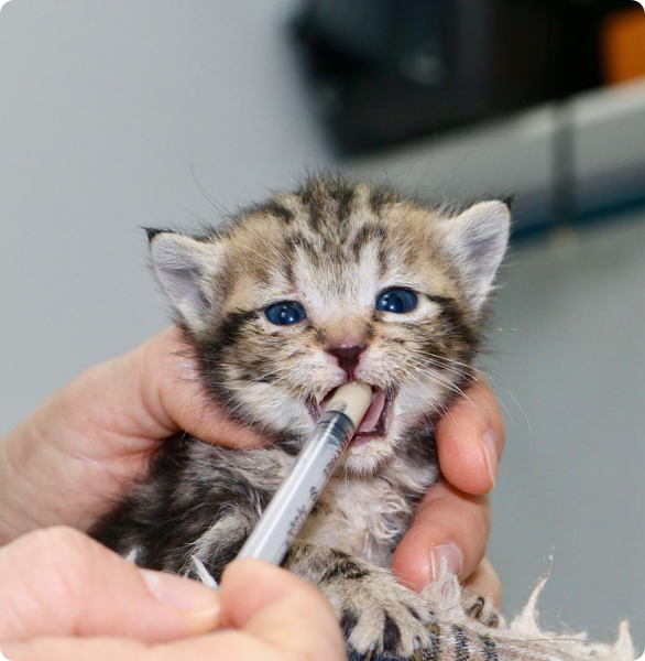 Gattino prende medicina Gattino durante la somministrazione di una terapia veterinaria.