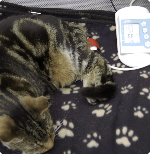 Gatto con monitor pressione Gatto durante il monitoraggio della pressione in ambiente veterinario.