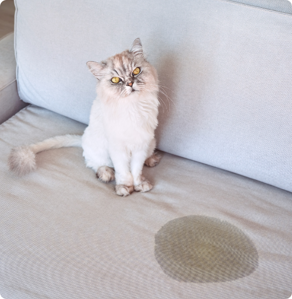 Gatto pipì su divano Gatto fa pipì fuori dalla lettiera, sul divano