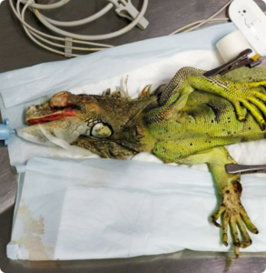 Iguana sotto anestesia per intervento veterinario