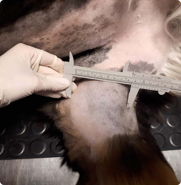 Misurazione con calibro Controllo dermatologico veterinario su cane con valutazione di un’area cutanea.