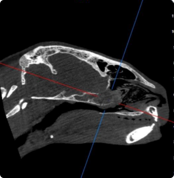 Neoplasia facciale tartaruga Immagine TC del capo di una tartaruga durante un esame di diagnostica veterinaria avanzata.