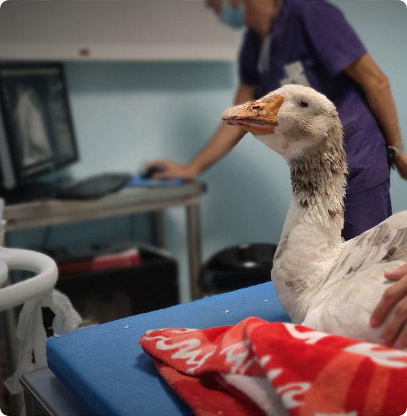 Oca durante un controllo diagnostico