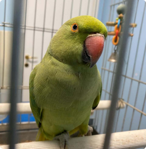 Parrocchetto in attesa di un check up veterinario