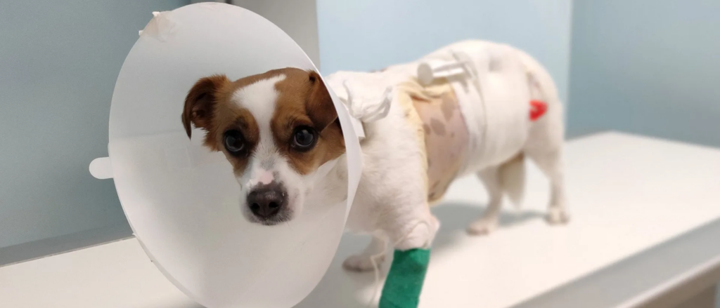 Cane curato presso il pronto soccorso veterinario dell'Ospedale Veterinario Città di Conegliano, a Treviso