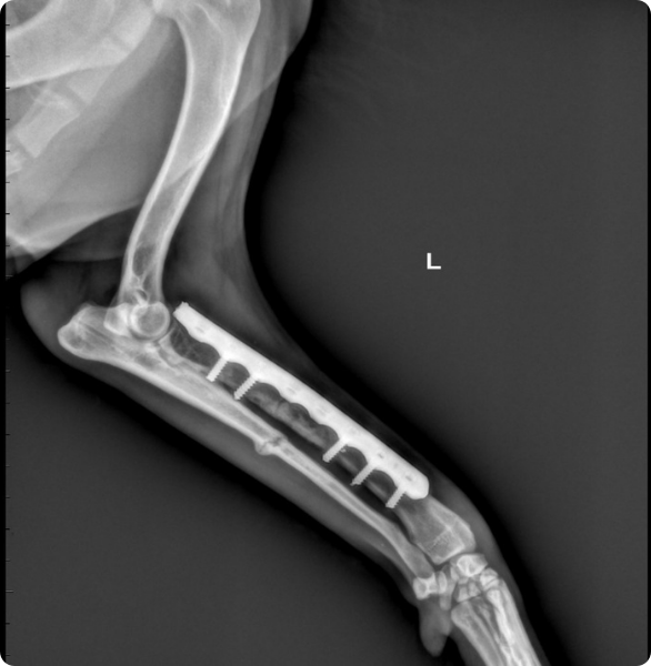 Radiografia post intervento ortopedico Radiografia veterinaria di controllo dopo un intervento ortopedico su arto.