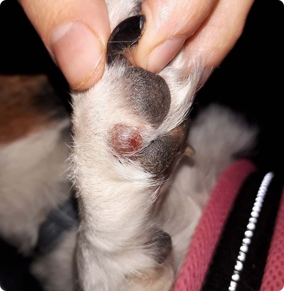 Zampa con lesione Dettaglio della zampa di un cane durante una valutazione veterinaria per la presenza di una neoplasia.