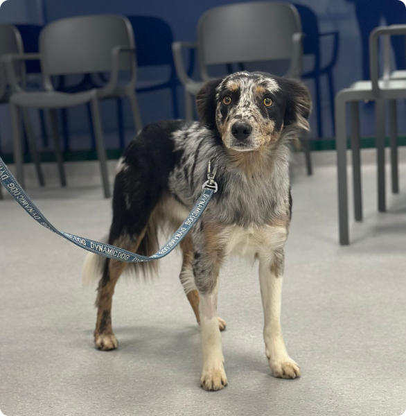 cane in attesa di visita veterinaria Cane in attesa di una visita veterinaria presso l’Ospedale Veterinario Città di Conegliano.