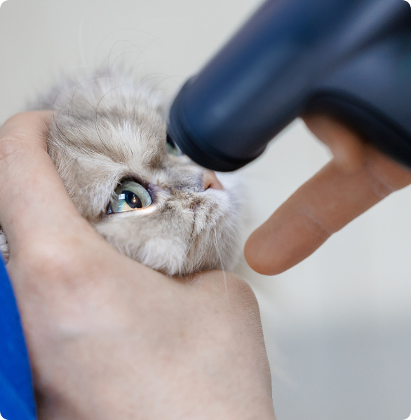 controllo-oculistico-gatto Gatto durante un controllo oculistico veterinario con strumento diagnostico, controllo della pressione oculare.