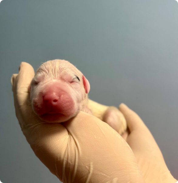 cucciolo di cane neonatologia Cucciolo neonato durante una valutazione di neonatologia veterinaria.