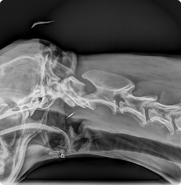 radiografia-cervicale-cane Radiografia veterinaria del tratto cervicale per valutazione diagnostica.