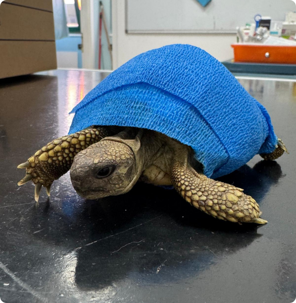 tartaruga con gusci fasciato Tartaruga durante una visita veterinaria dedicata agli animali non convenzionali.