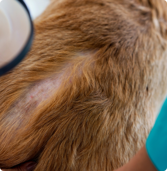 visita-dermatologica-cane Cane durante una visita dermatologica veterinaria per la valutazione della cute.