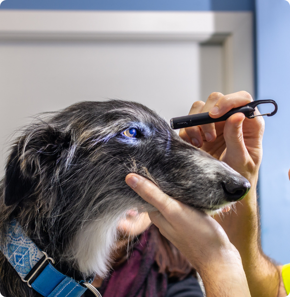 visita-oculistica-cane-oftalmologia Cane durante un esame oculistico veterinario per la valutazione della salute degli occhi.